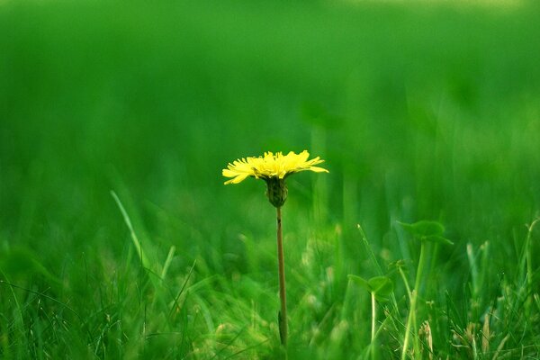 Pissenlit jaune solitaire dans une clairière verte