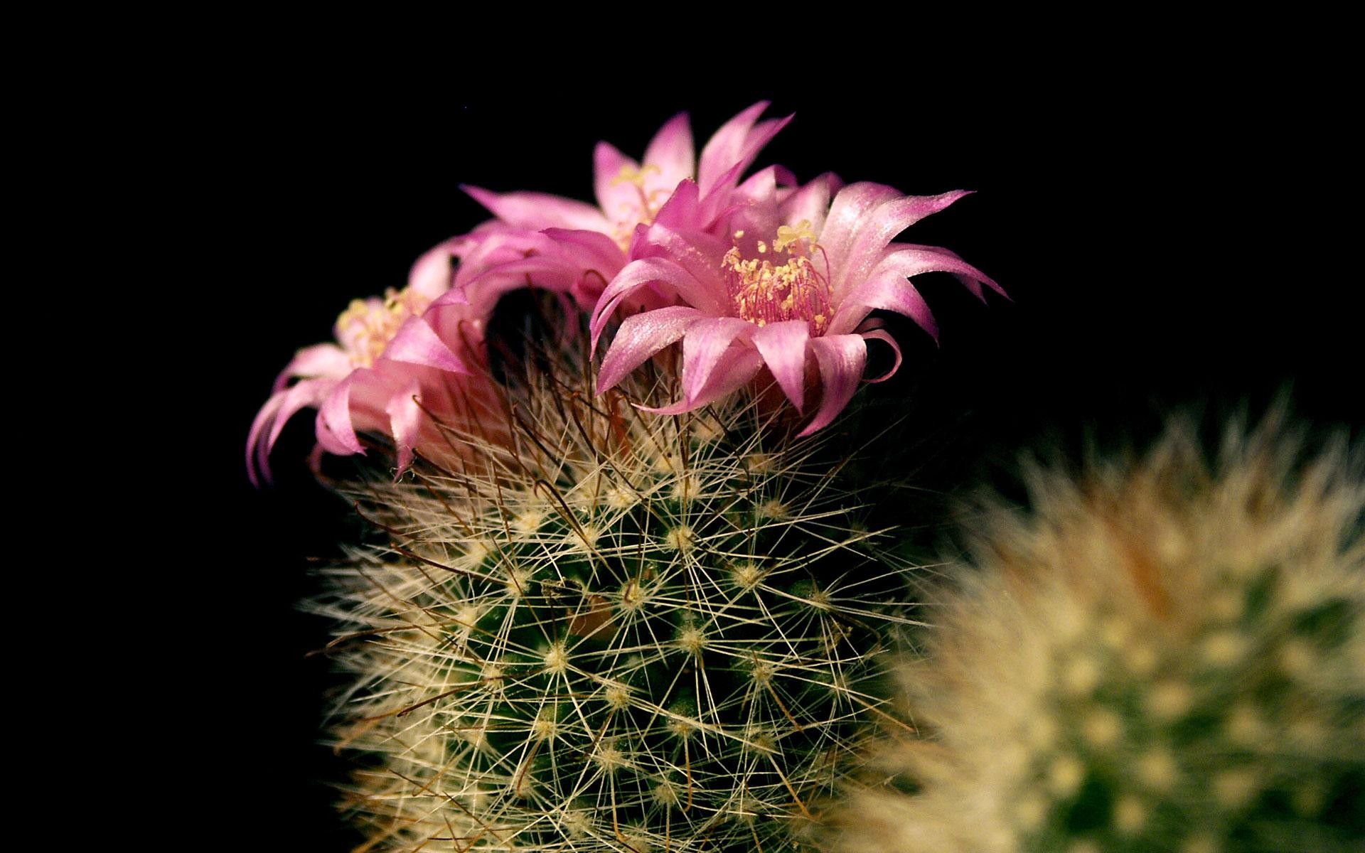 floreciente cactus así