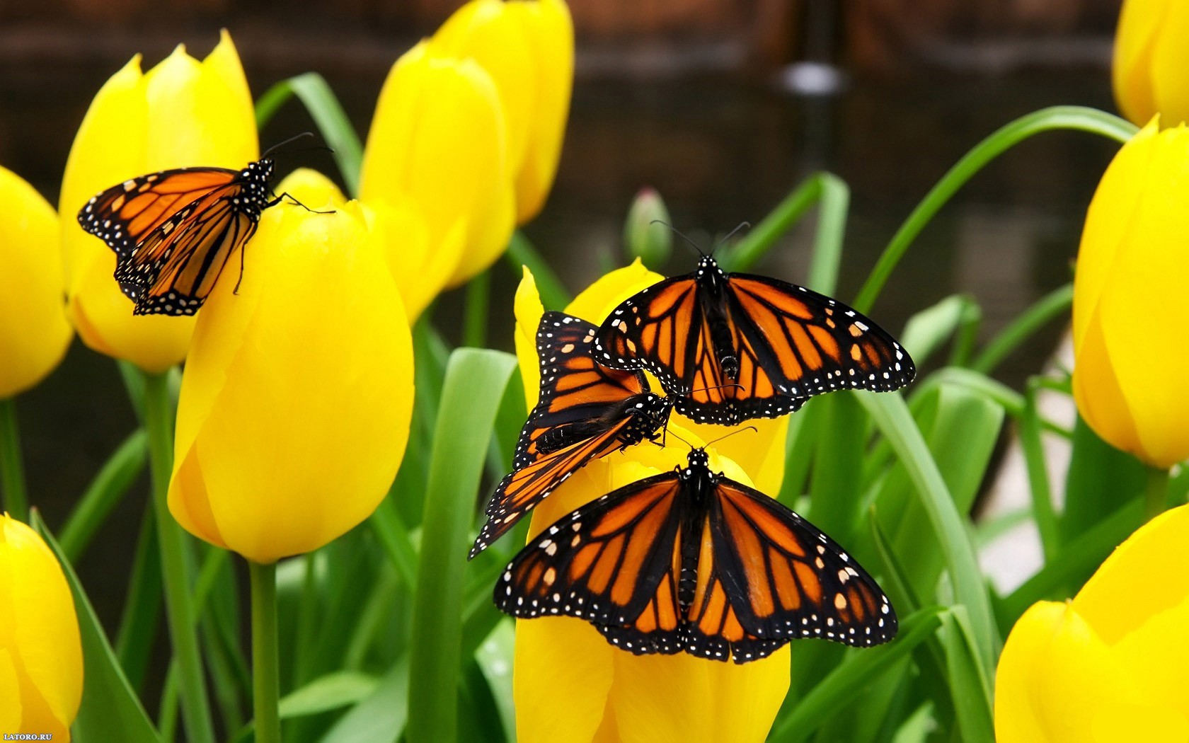 butterfly tulips nature