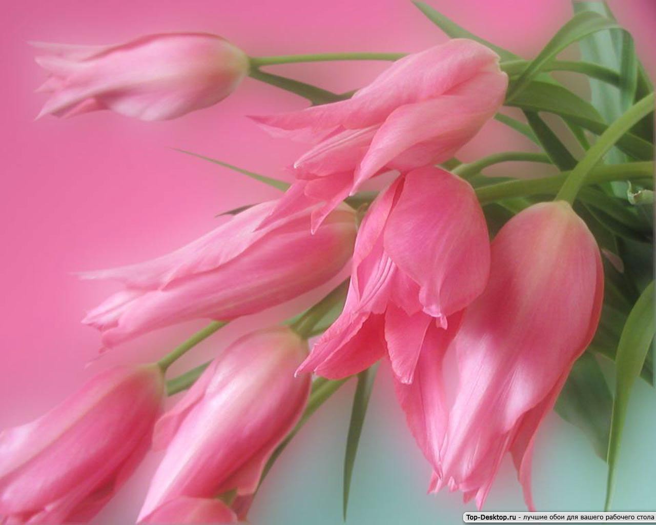 tulipani bouquet primavera