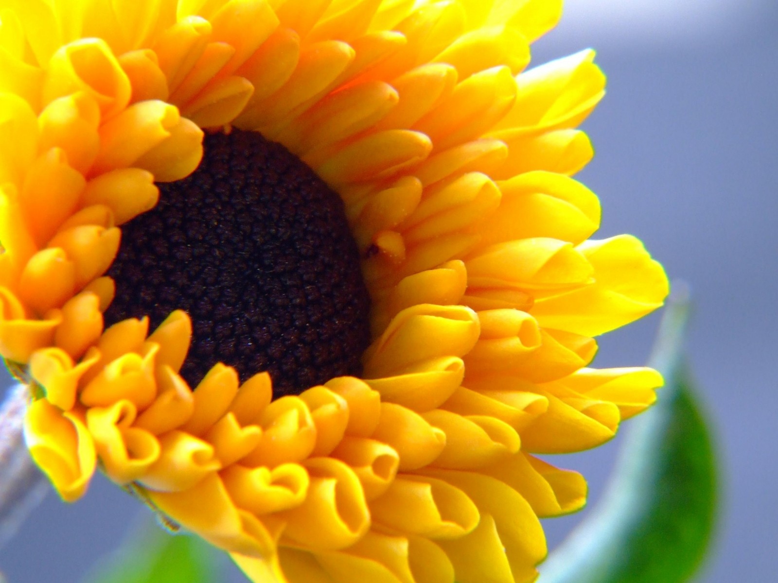 tournesol graine jaune prioda