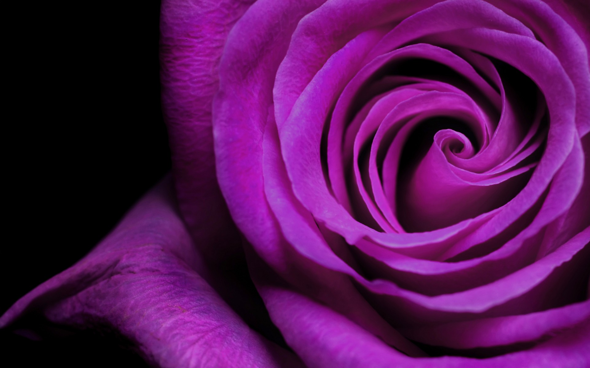 bocciolo rosa petali viola