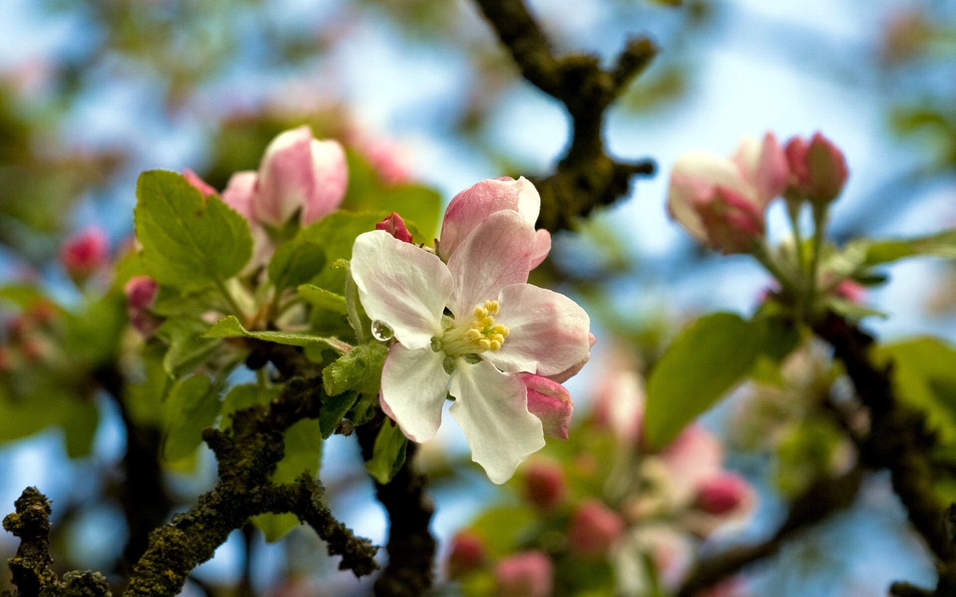 fleurs arbre printemps