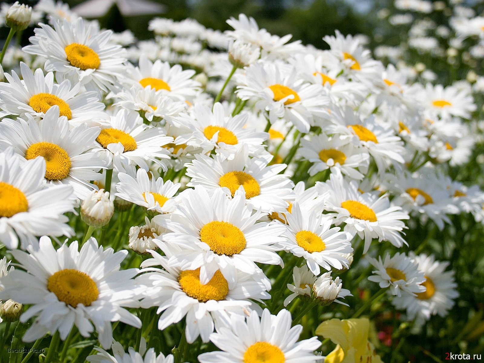 marguerites blanc fleurs été lumineux