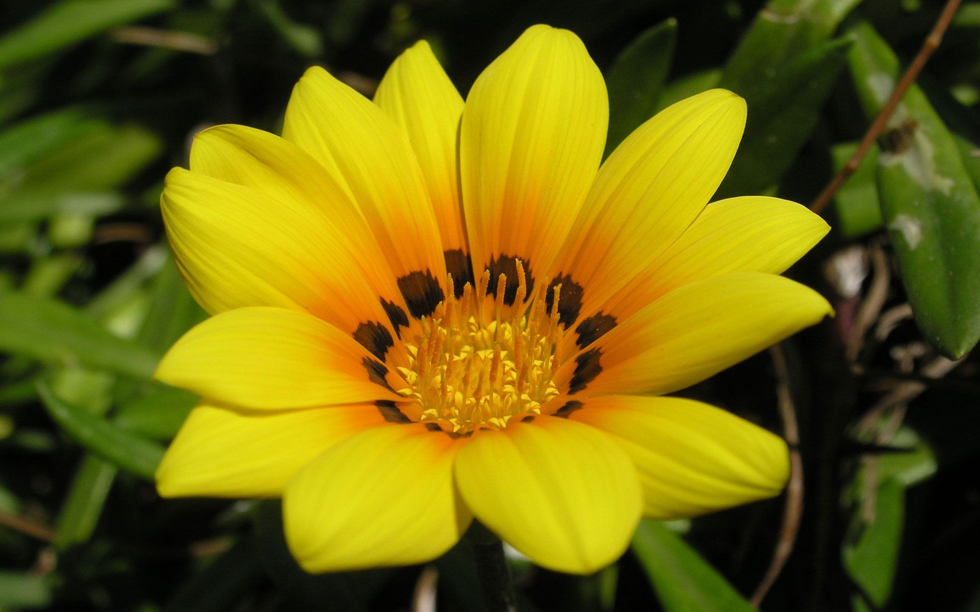 prioda jaune fleur semblable à un tournesol