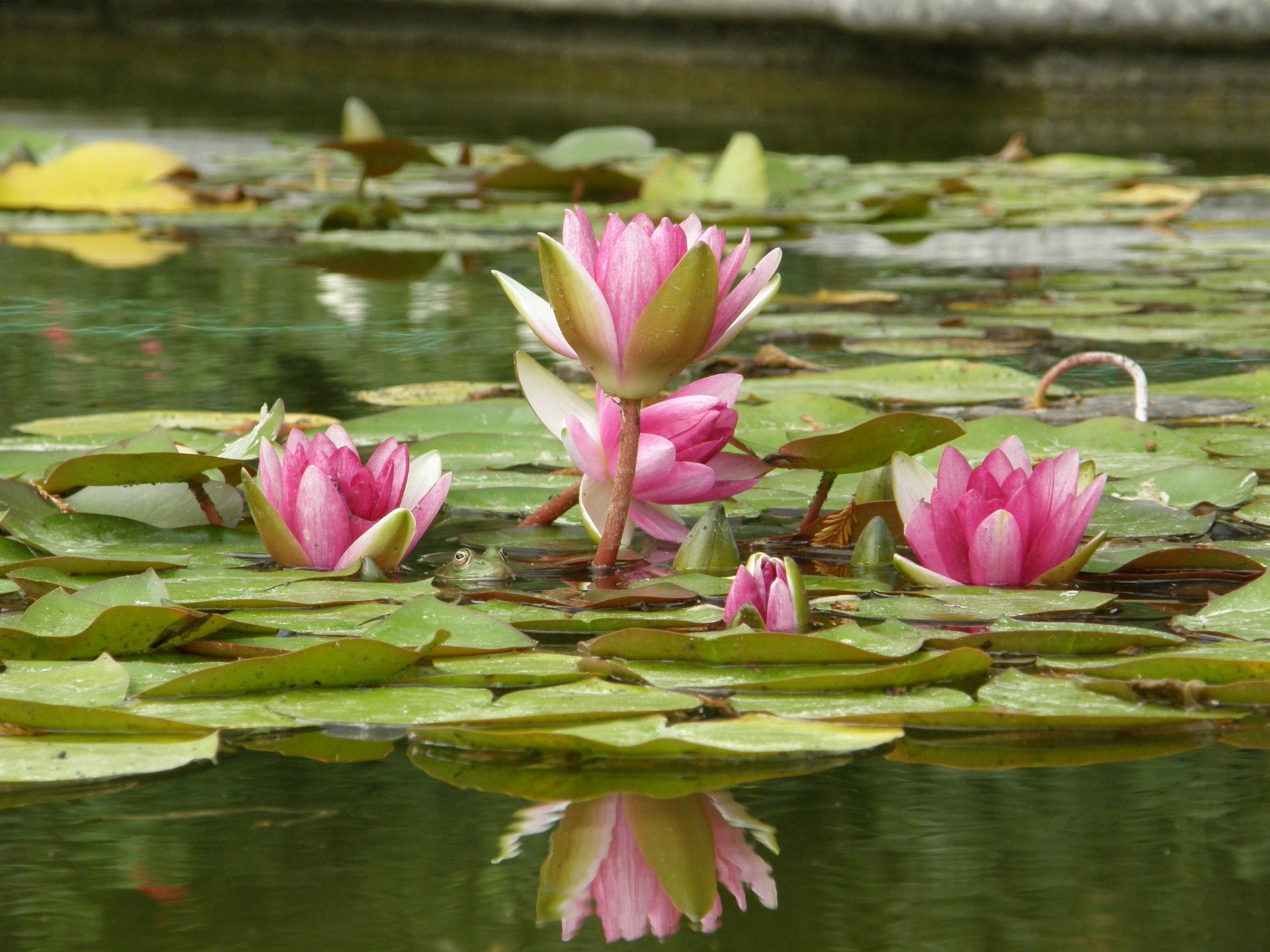 lotus water toad frog piece