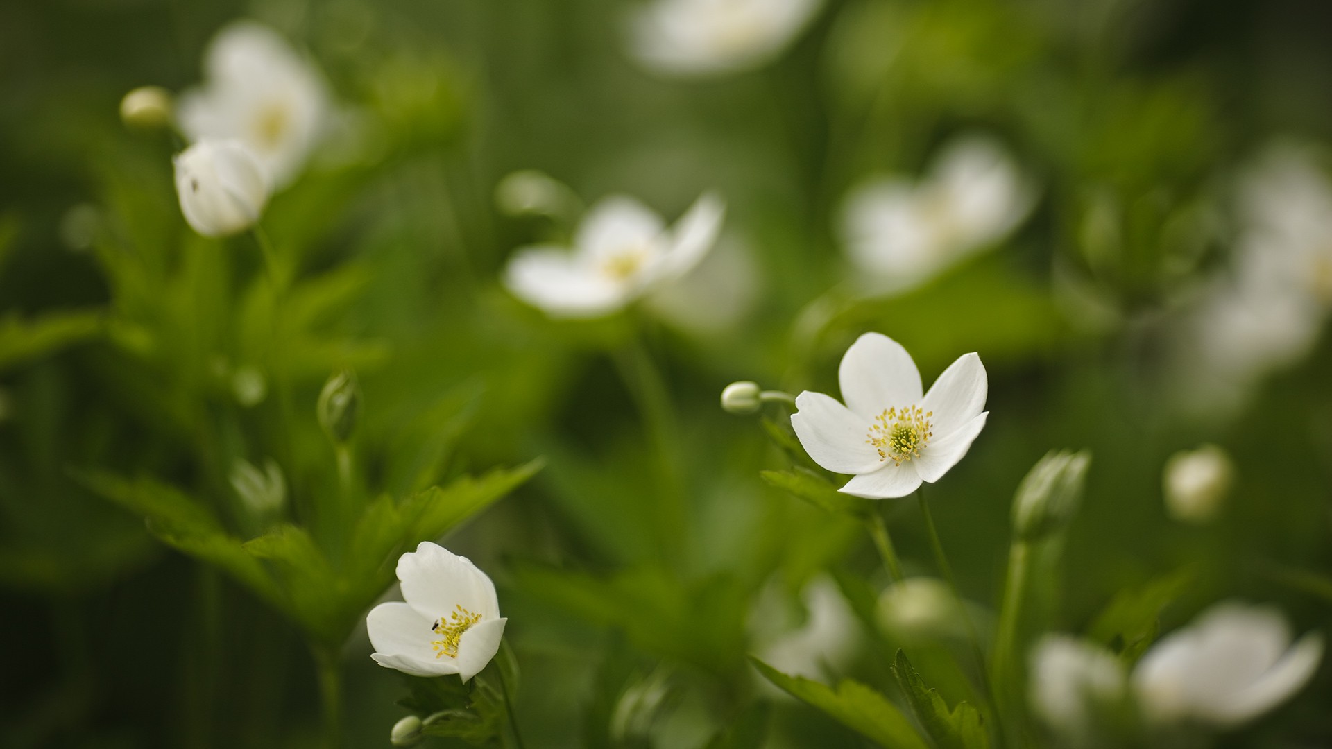 weiß blumen grün gras