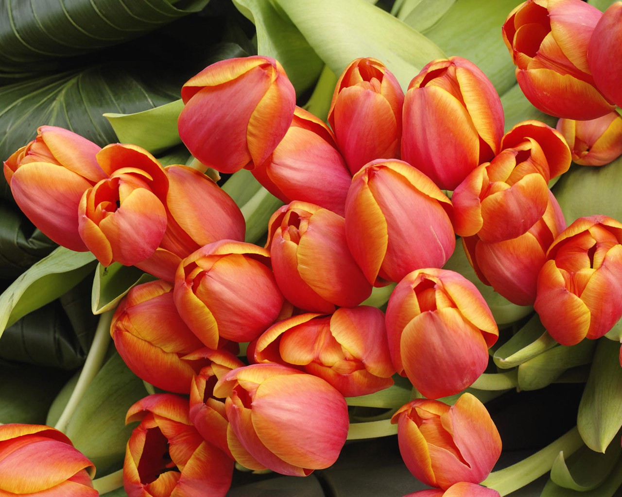 tulipes bouquet fleurs