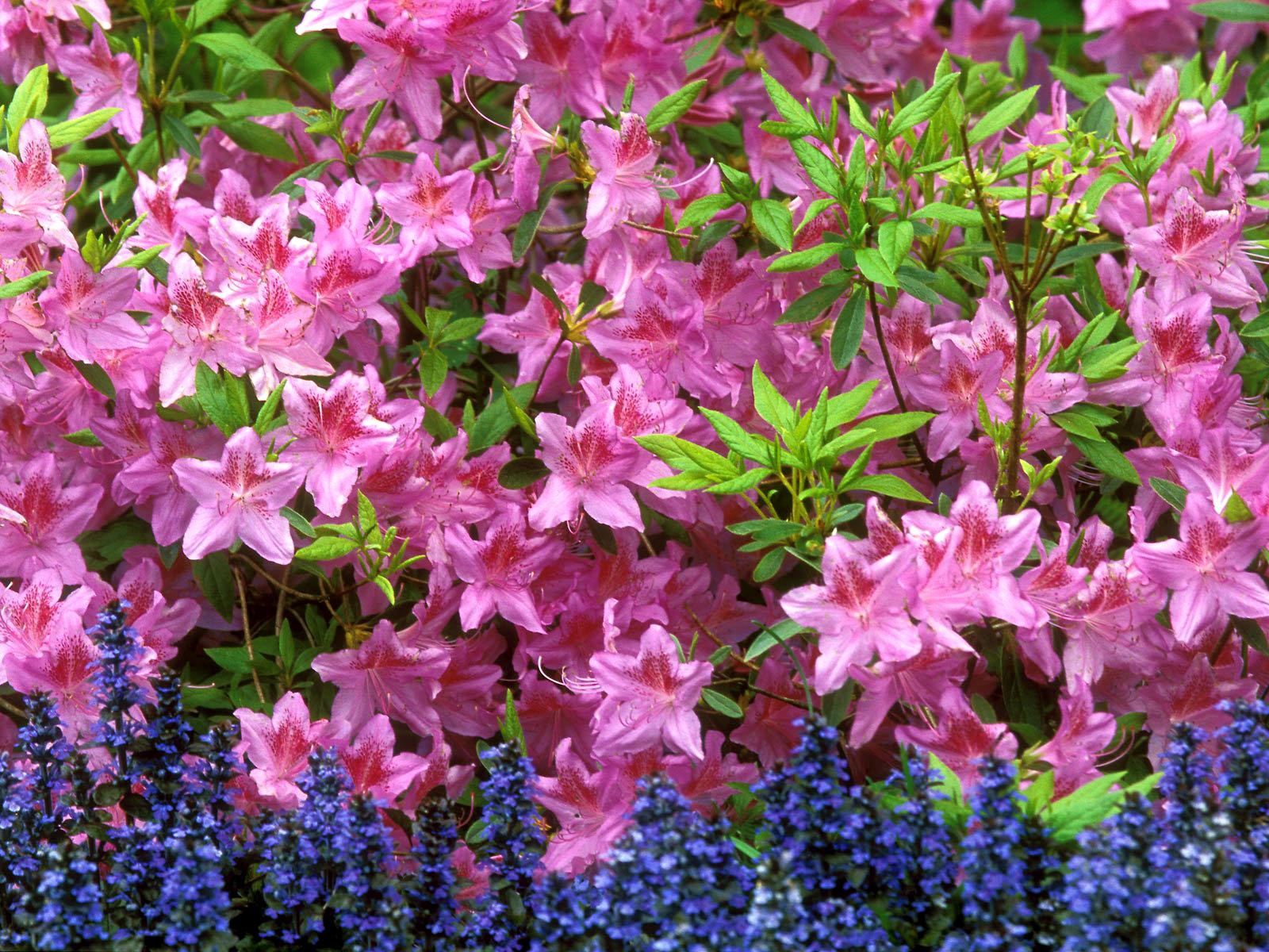 helle blumen garten hecke