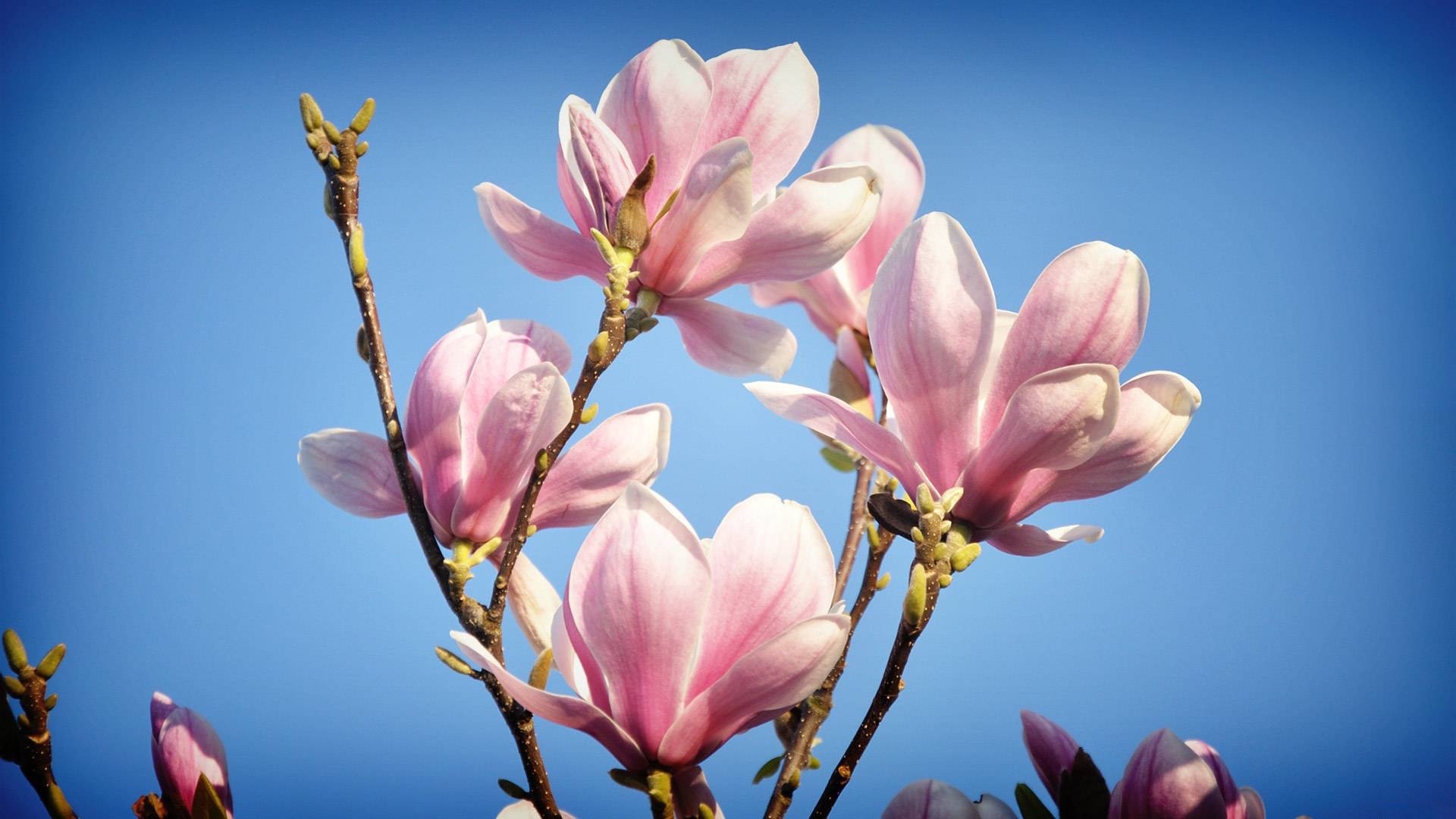 magnolias fleurs branches