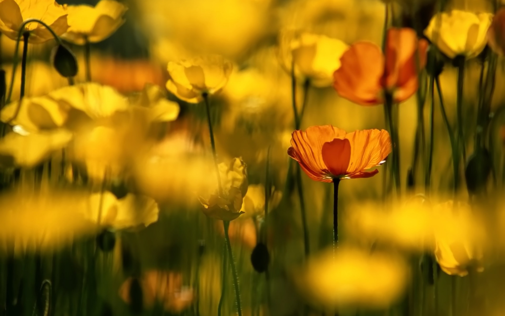 flor flores amarillo