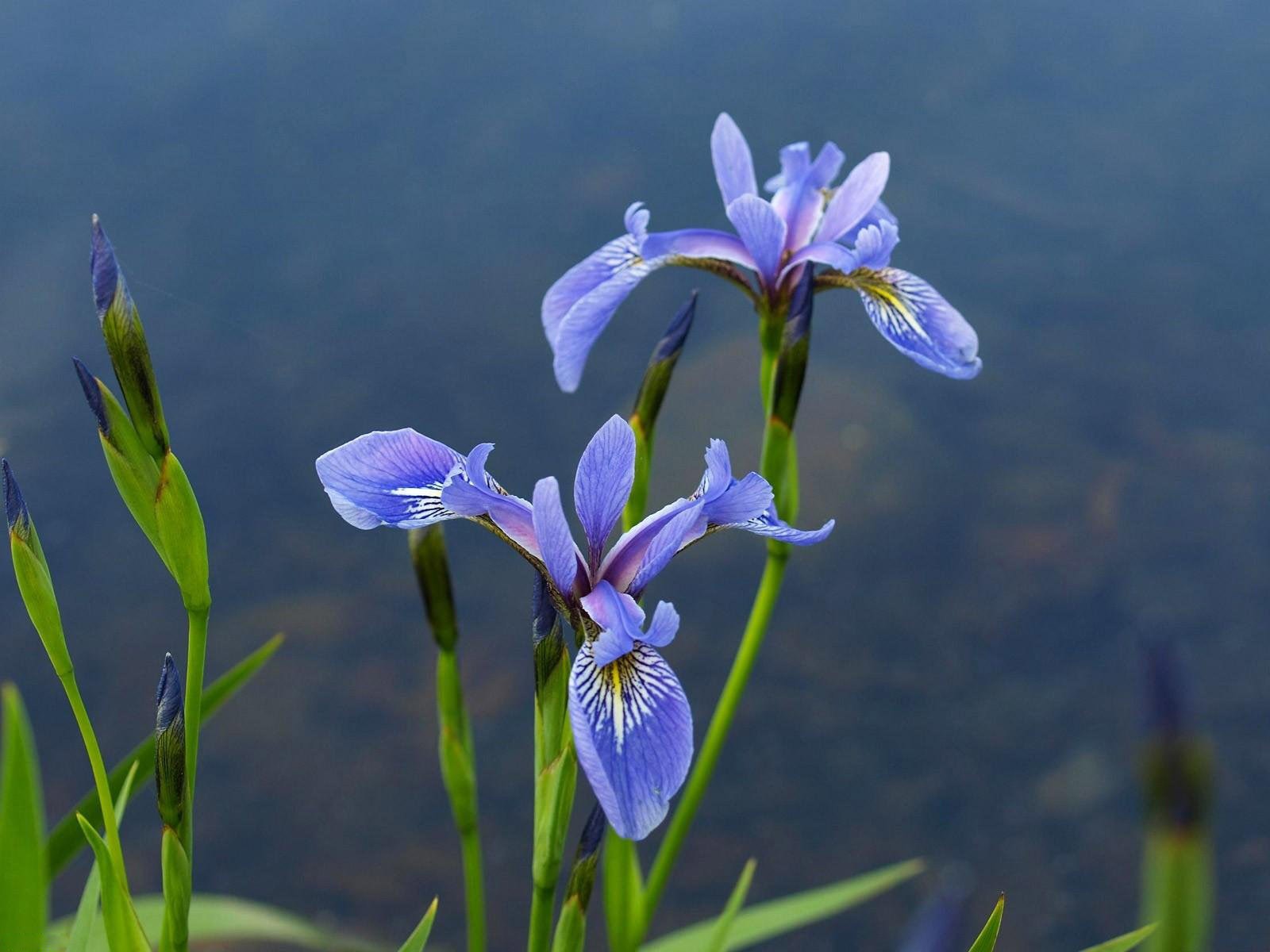 flower purple water