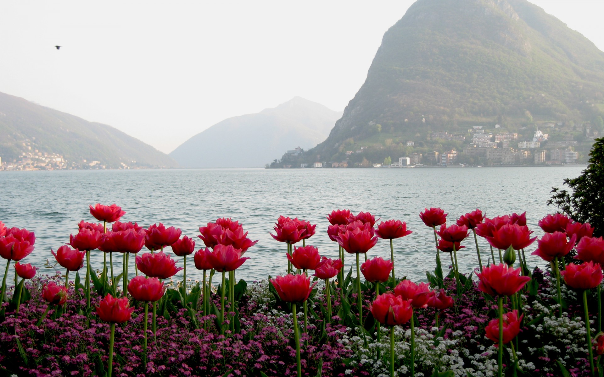 tulpen wasser berge