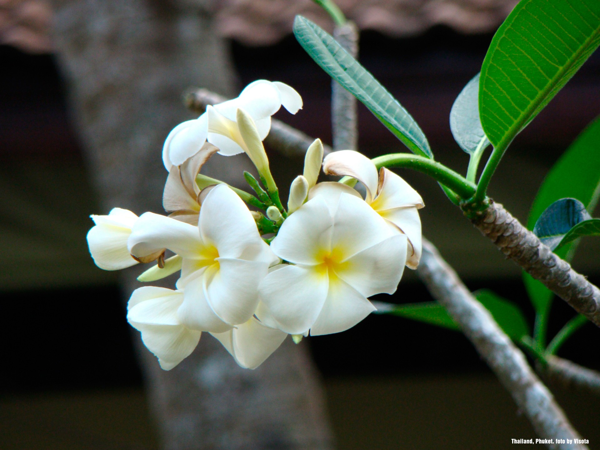 orchidée thaïlande phuket