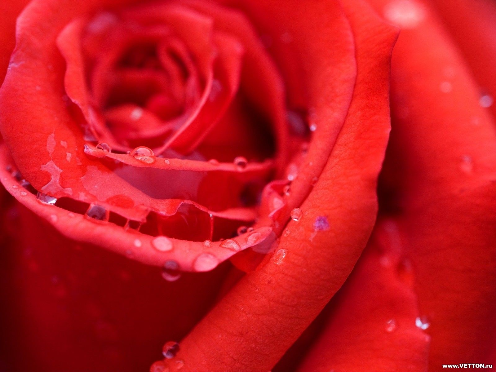 rosa rossa bella sanguinante