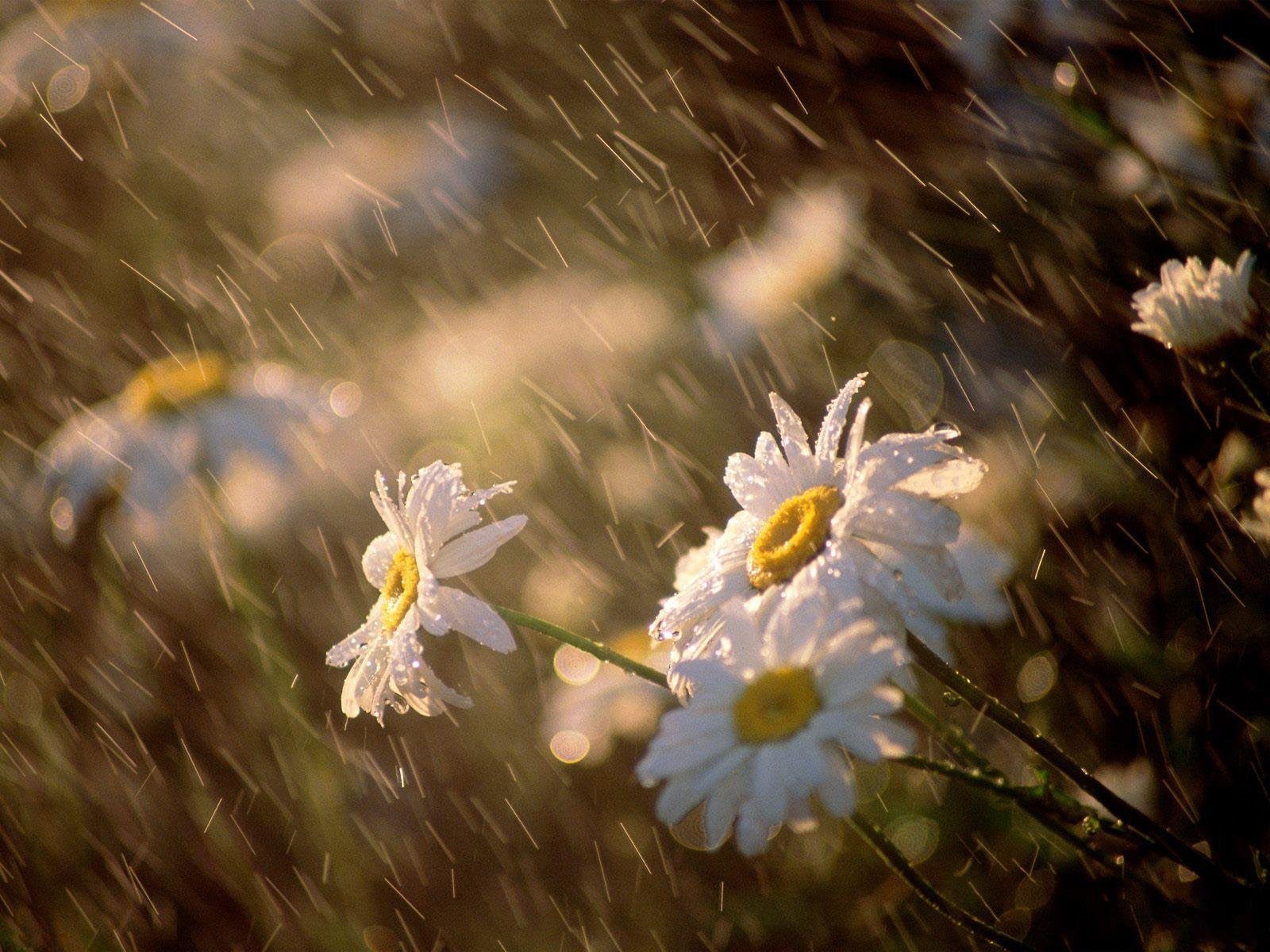 margaritas flores gotas luz