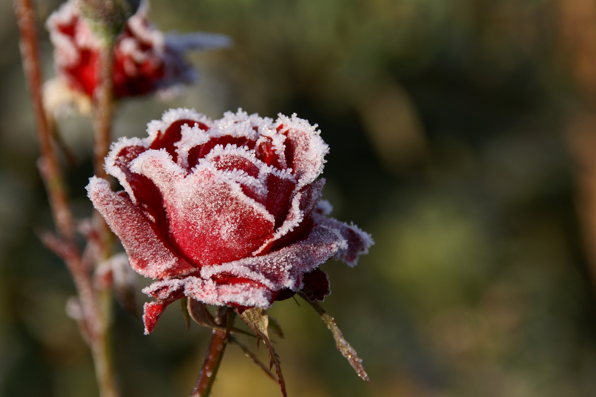 rosas escarcha frío