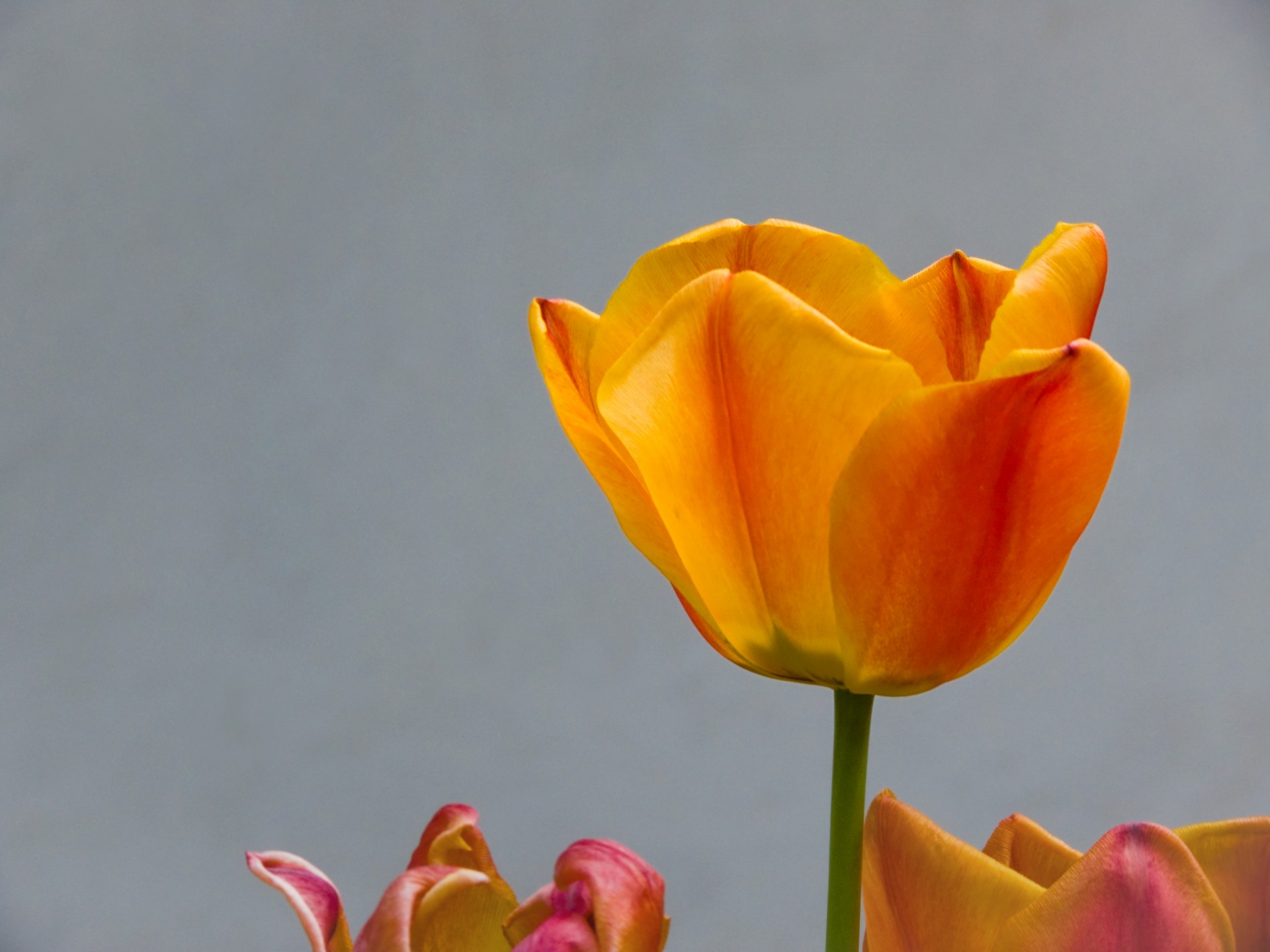 tulipani fiori 8 marzo