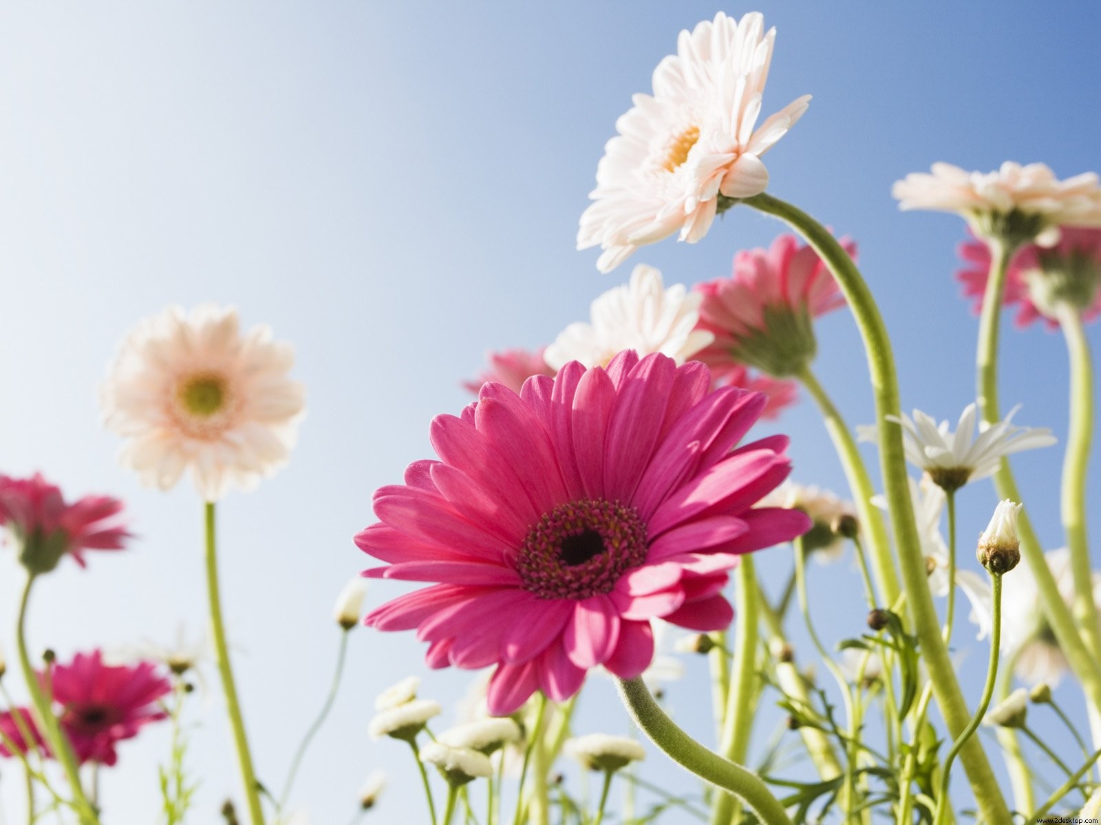 blumen gerbera himmel sonniger tag