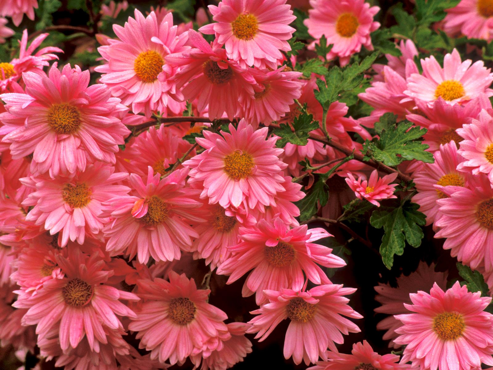 flower chrysanthemum background