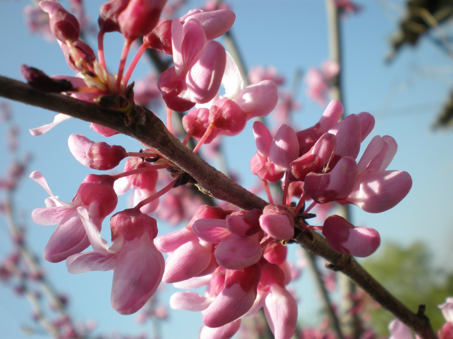 branch pink sky spring