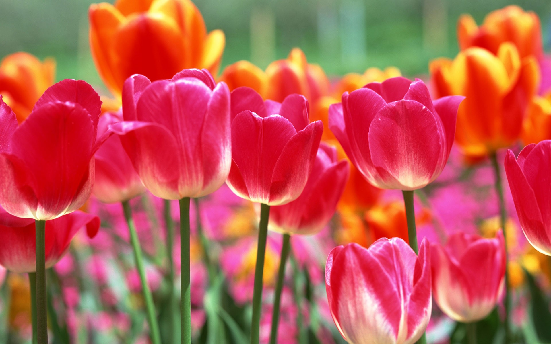 blumen tulpen frühling