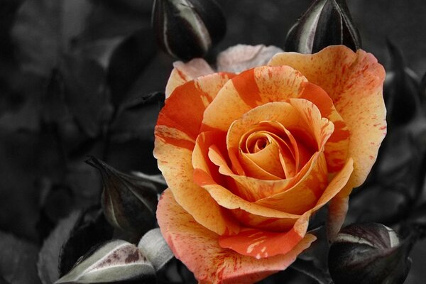 Orange rose on a black background of leaves