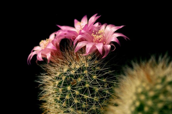 Cactus en flor sobre fondo negro