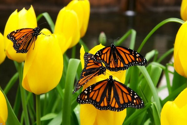 Butterflies sit on yellow tulips