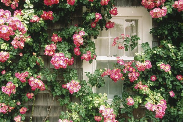 The wall of the house with a window in flowers