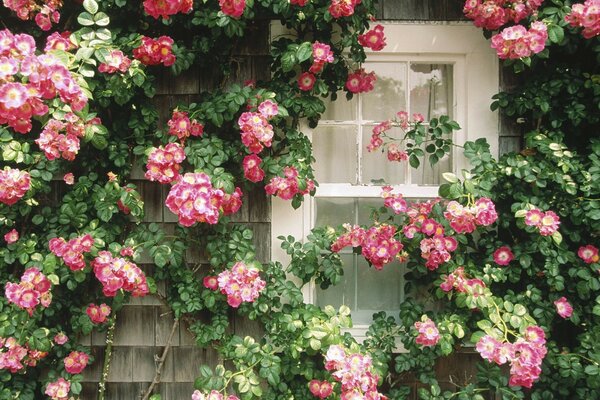 Стена дома с окном в цветах