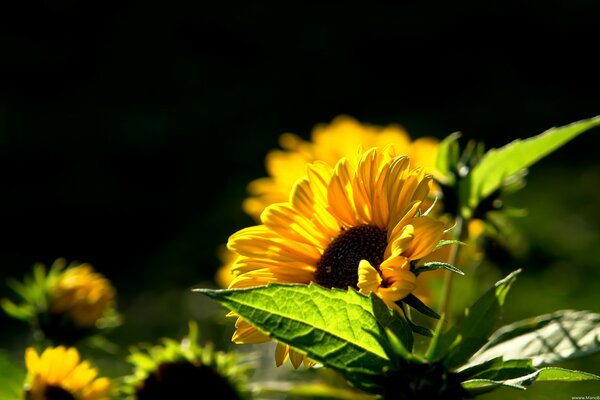 Los girasoles dan la bienvenida a una mañana soleada