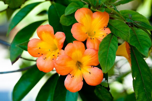 Delicadas flores asiáticas de color naranja en el árbol