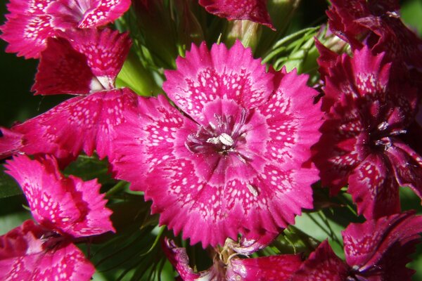 Schöne rote Blumen in der Nähe