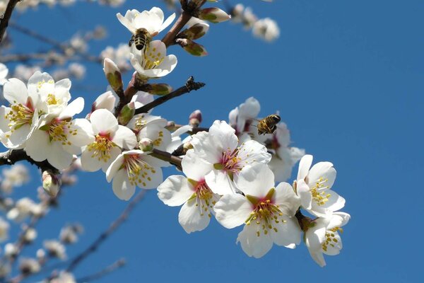 Der Frühling ist im Frühling angekommen