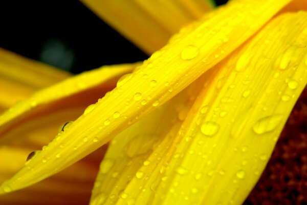 Dew on the yellow petals of a flower