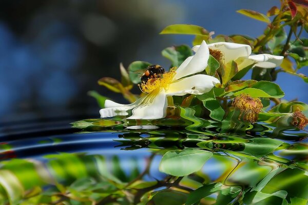 Abeja en una flor de rosa mosqueta en el reflejo del agua