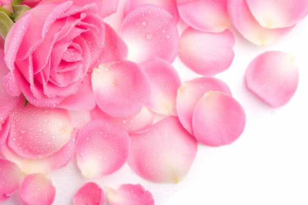 Płatki różowych róż na białym tle
