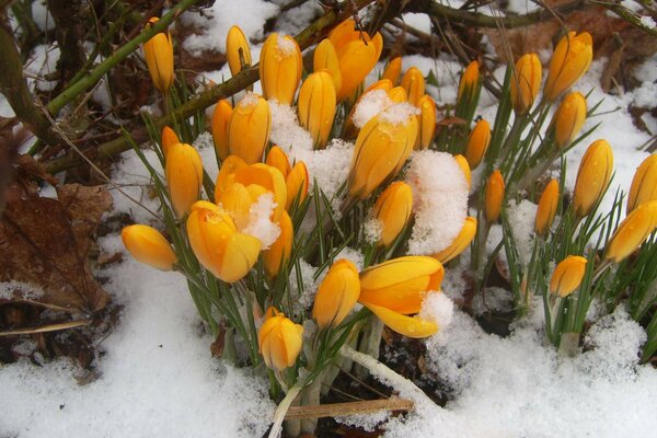 Yellow flowers in the snow in spring