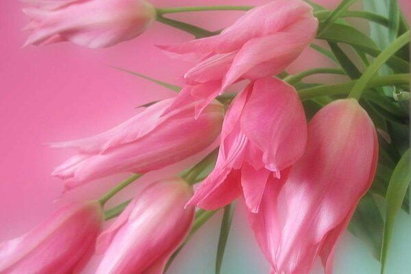 Ein Blumenstrauß aus raffinierten Tulpen im Frühling