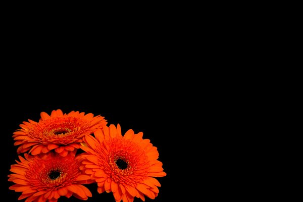 Gerberas are my favorite flowers on a black background