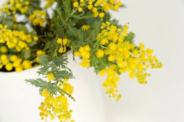 Mimosa para la fiesta del ocho de marzo