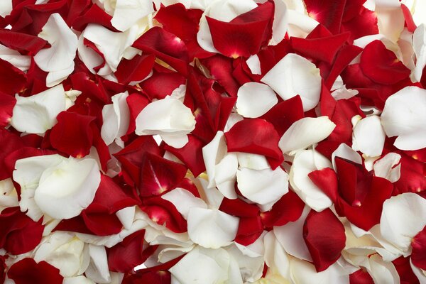 Rose petals that you want to fall into