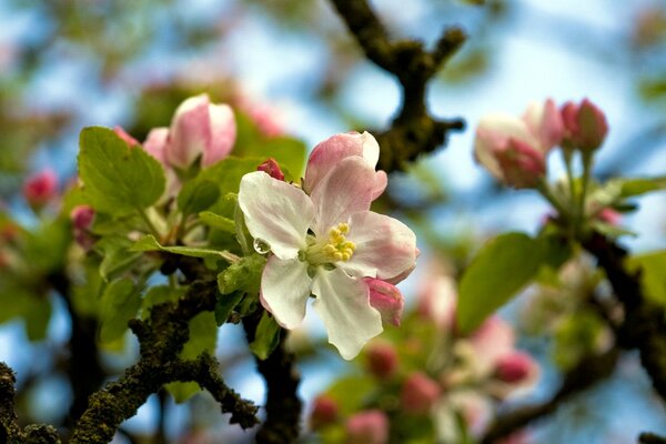 Bel arbre à fleurs au printemps