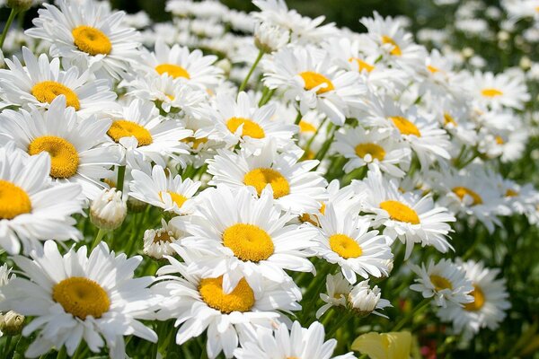 Meadow with white chamomile on a sunny day on a green background bouquet of red and pink roses