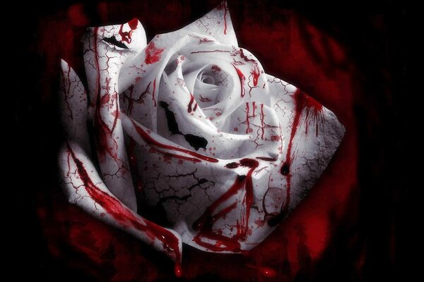Blutige weiße Rose auf roter Seide