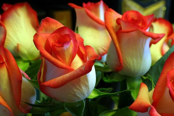 Brotes de rosas rojas y blancas