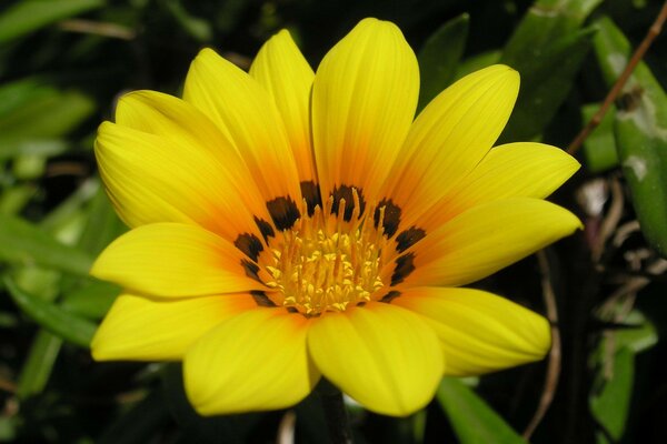 Yellow flower in the wild