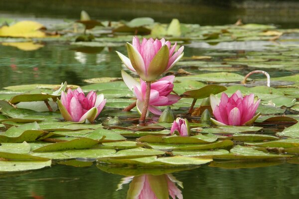 Fleurs de Lotus dans un étang