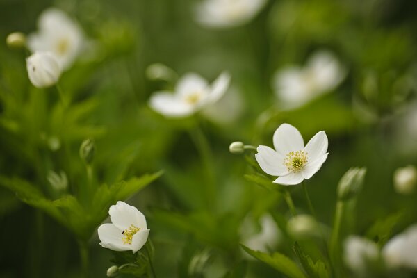 Białe kwiaty na tle zielonej trawy